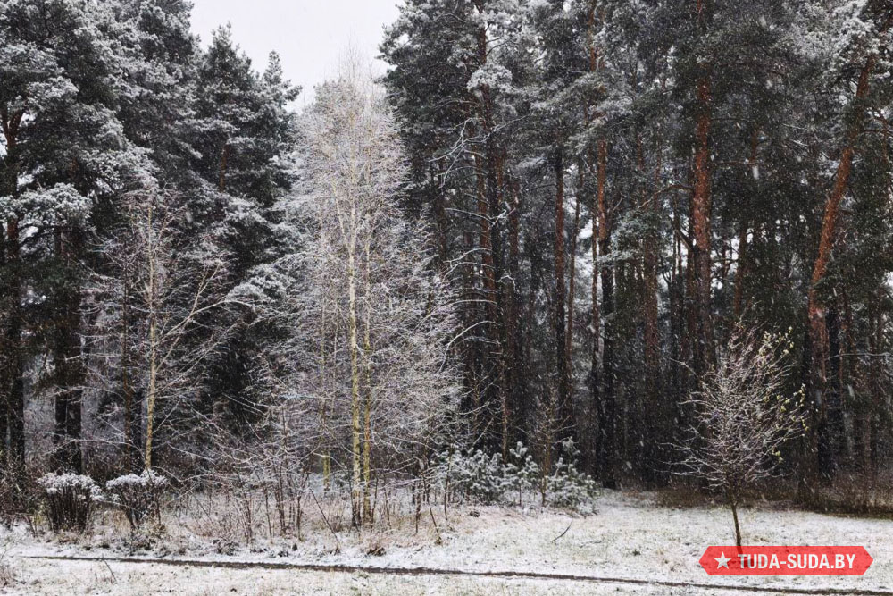 Что говорят учёные о климатических перспективах и чего ждать белорусам в конце осени Погода в Беларуси