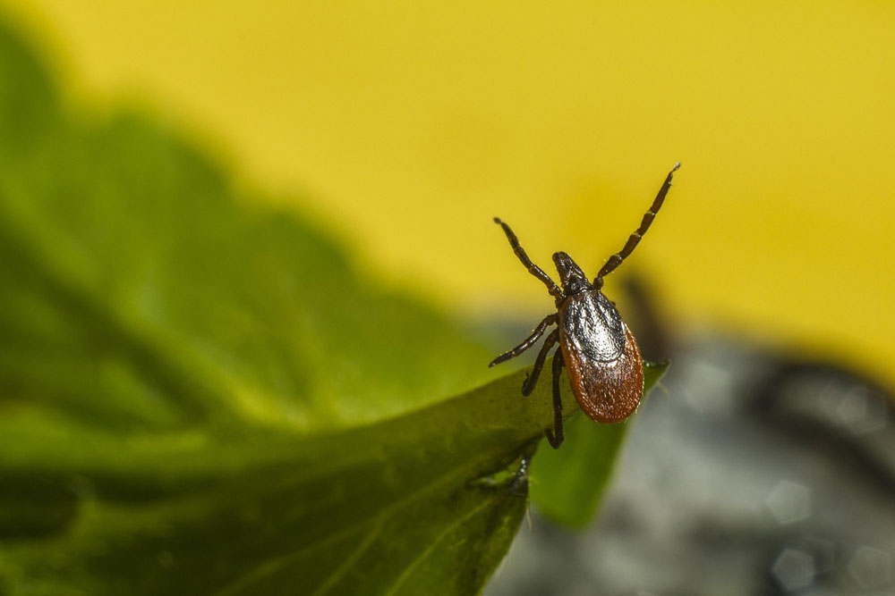 Клещи в Беларуси