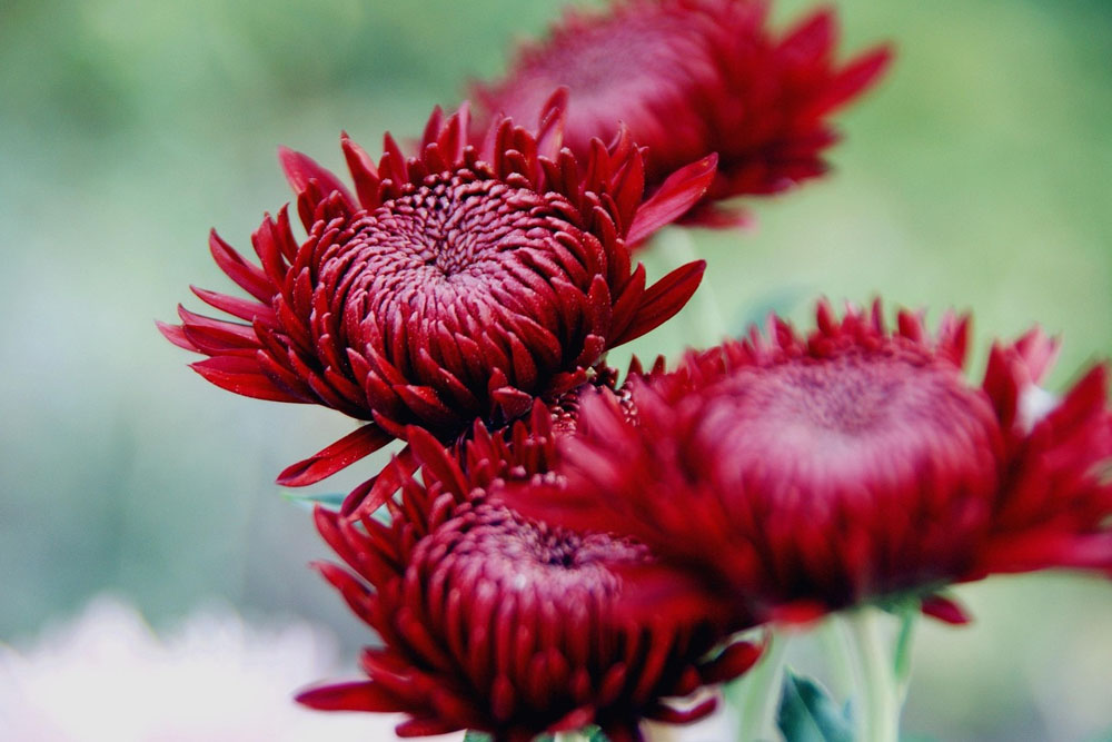 Выставка индийской хризантемы в Ботаническом саду Выставка хризантемы