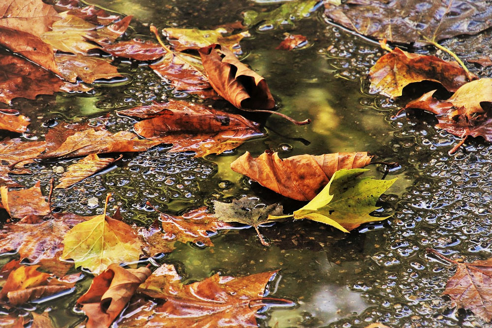 Оранжевый уровень на пятницу из-за сильного ветра Погода в Беларуси