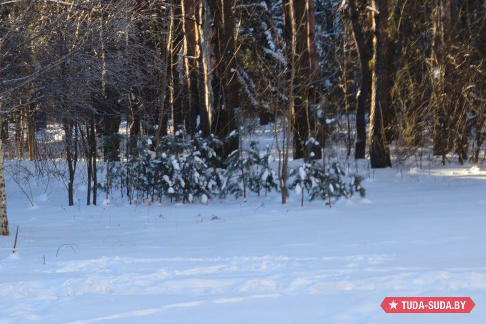 Что будет создавать зимнее настроение у белорусов на предстоящей неделе Погода в Беларуси