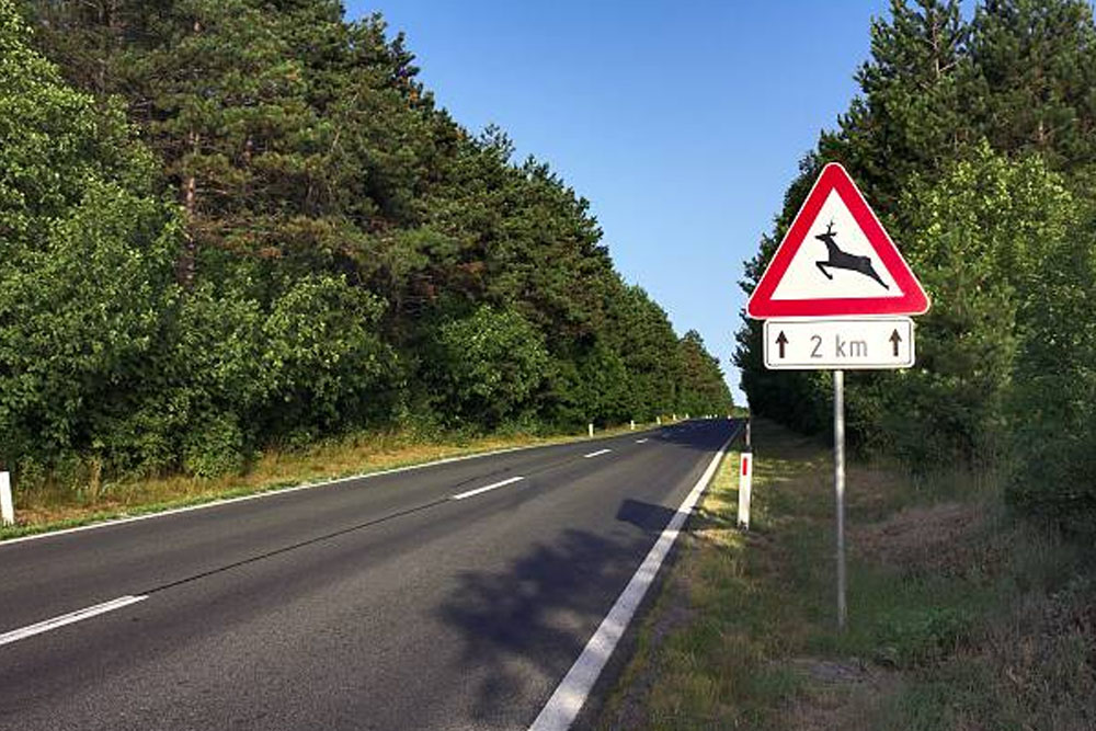 Дикие животные