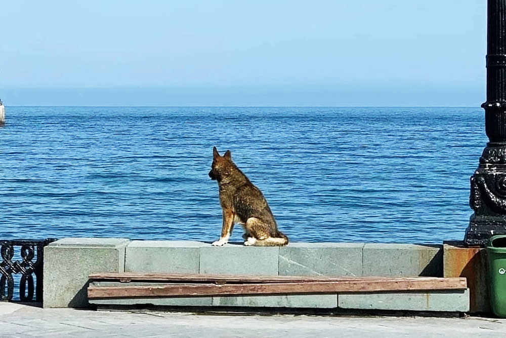 Крымский Хатико