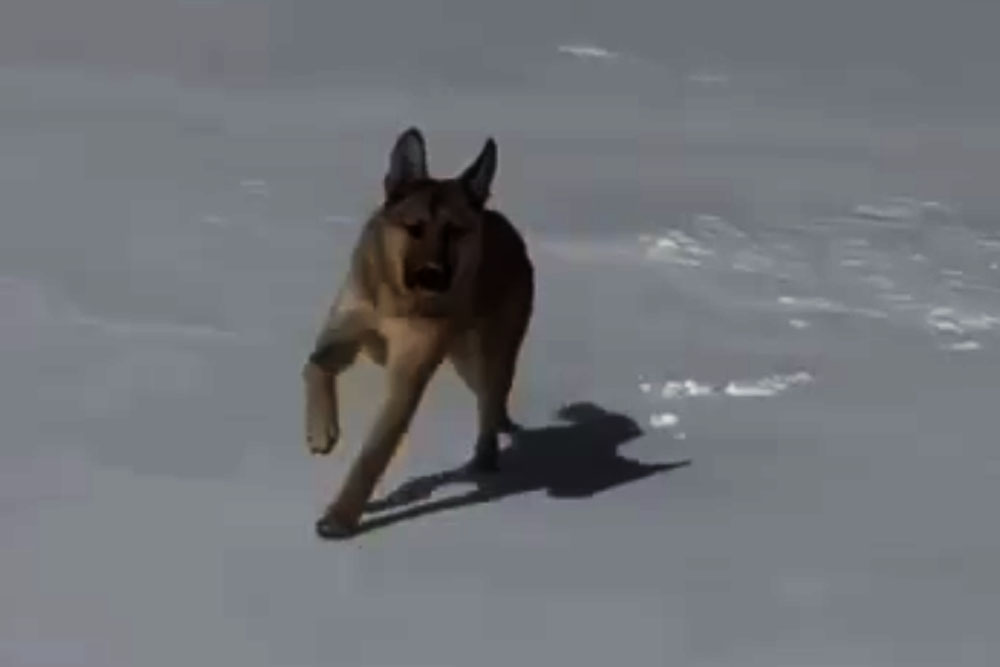 Собака