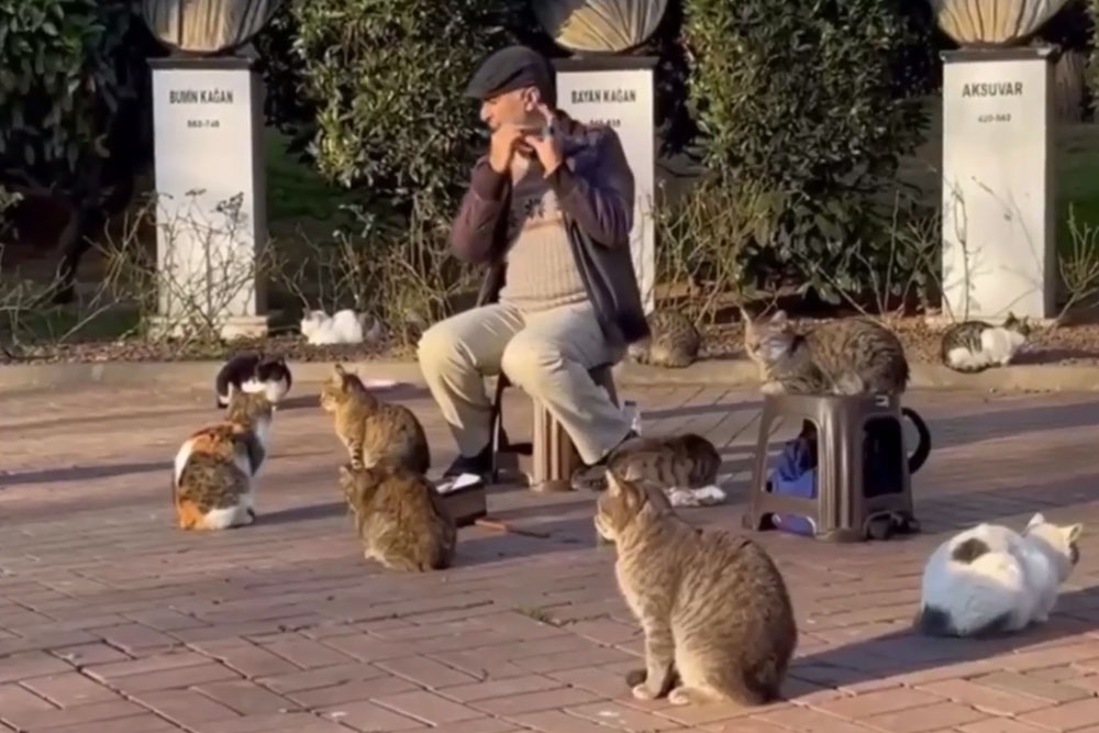 Концерт для кошек  