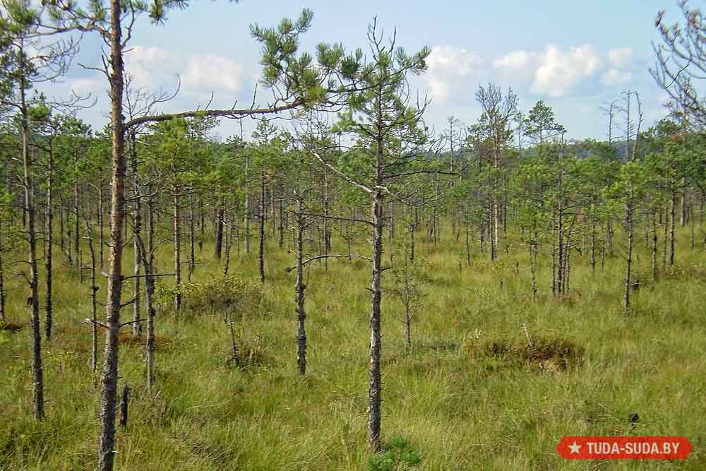 berezinskij-biosfernyj-zapovednik